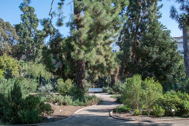 im Botanischen Garten von Valencia