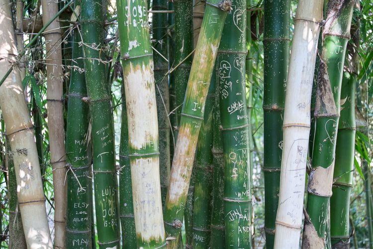 Verewigungen im Botanischen Garten