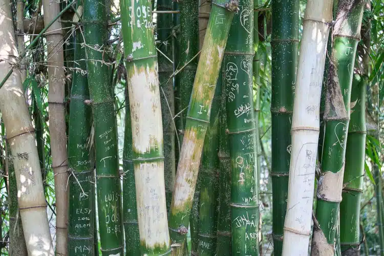 Verewigungen im Botanischen Garten Verewigungen im Botanischen Garten