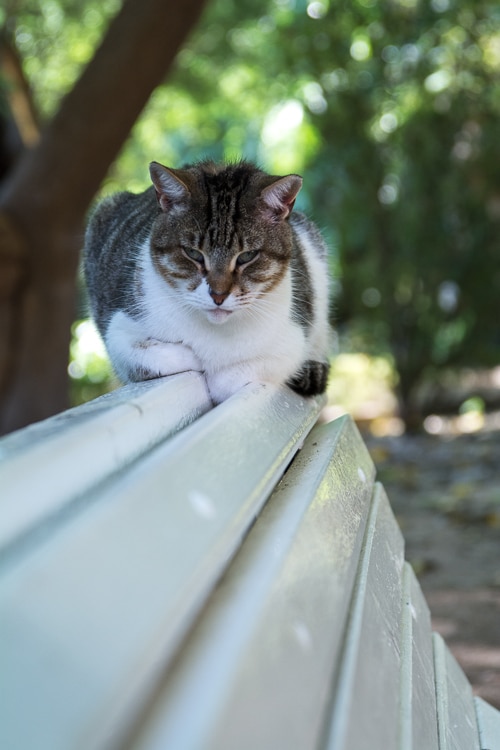 zwischen Katzen und Pflanzen