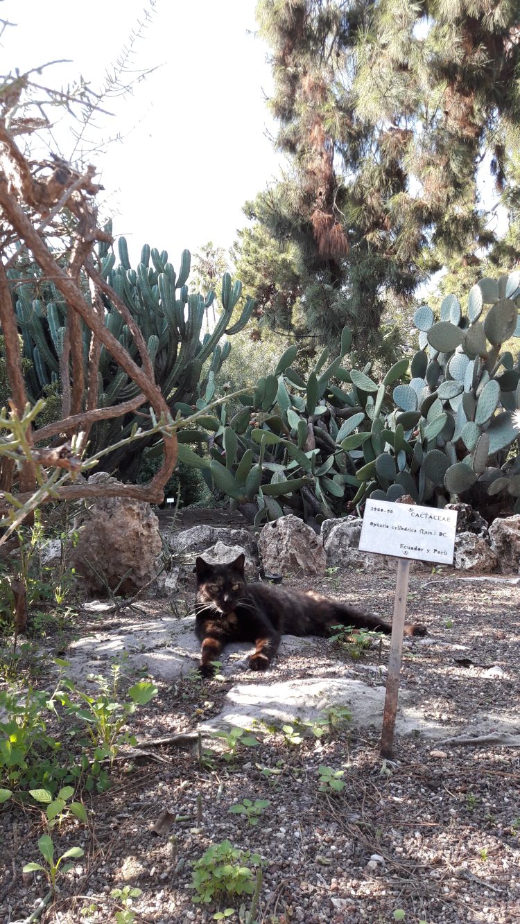 ein Bewohner des Botanischen Gartens