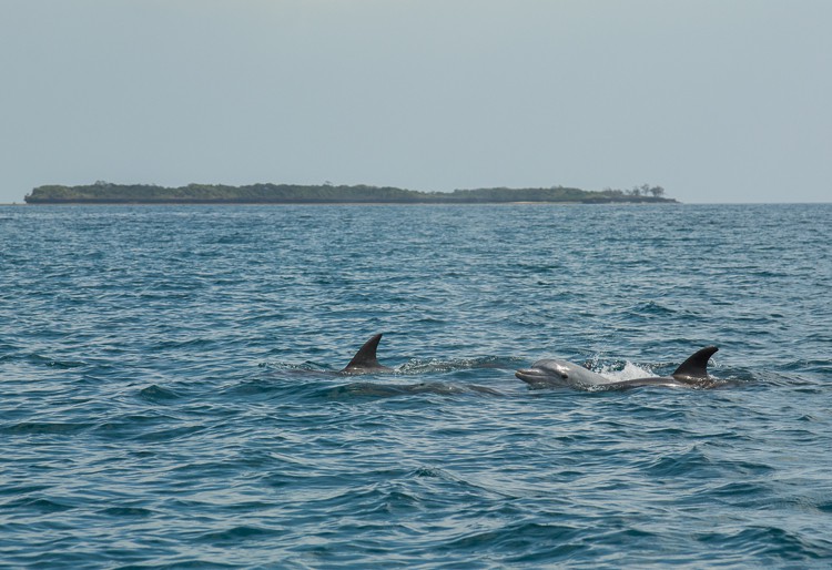 Delfine vor Wasini Island