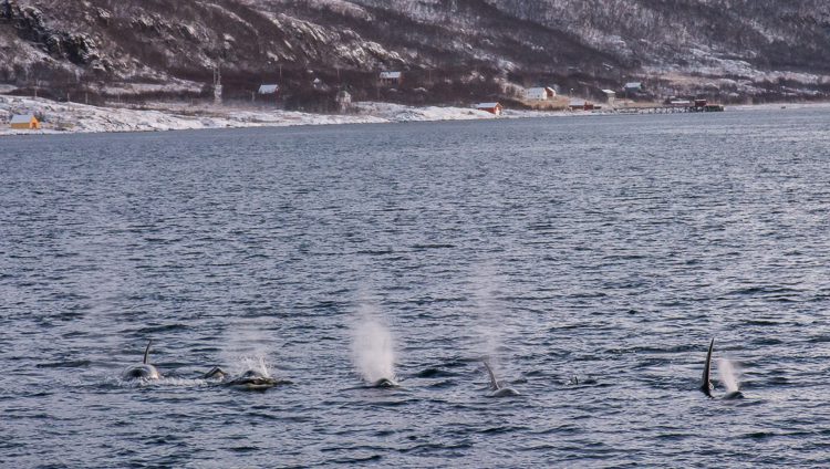 Orcas auf Heringsjagd