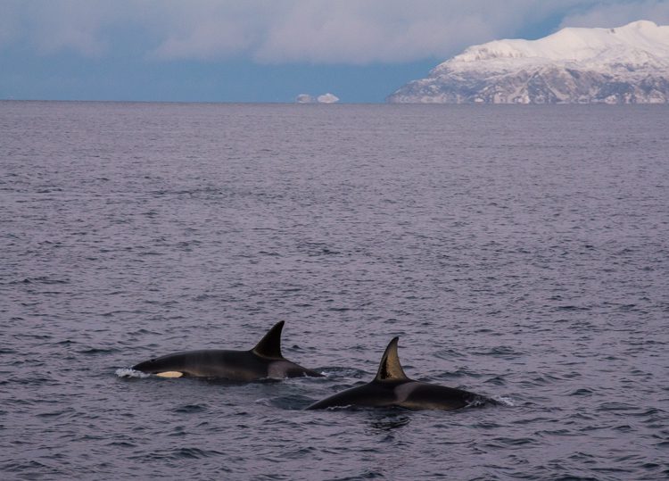 Schwertwale (Orcas)