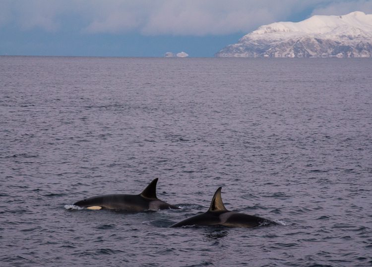 Schwertwale (Orcas) Schwertwale (Orcas)