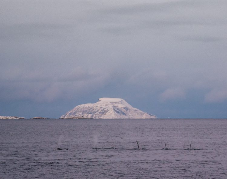 Orcas jagen im Familienverband Orcas jagen im Familienverband