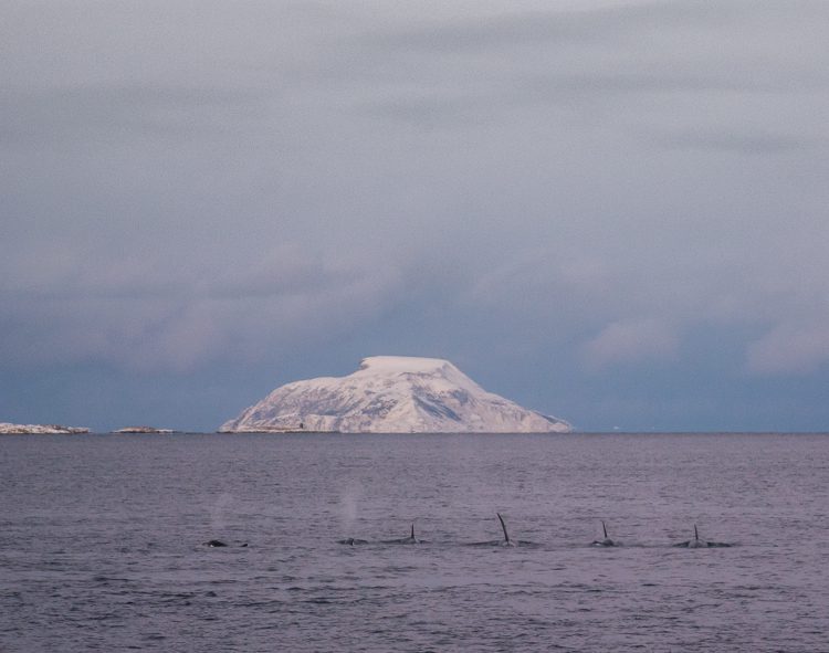 Orcas jagen im Familienverband