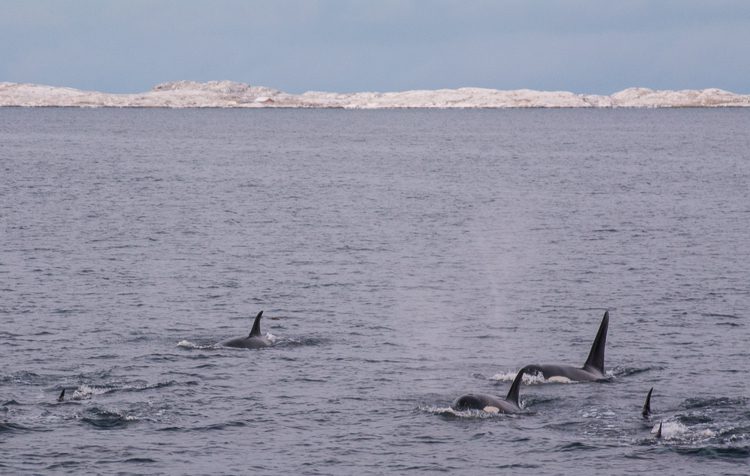 Orcas auf Heringsjagd