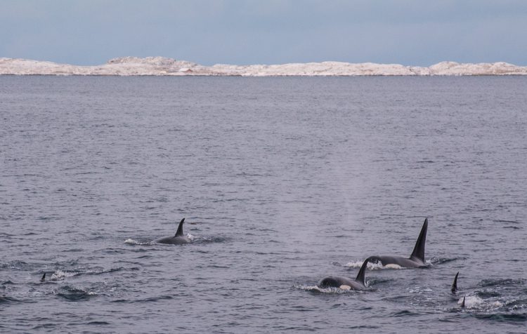 Orcas auf Heringsjagd Orcas auf Heringsjagd