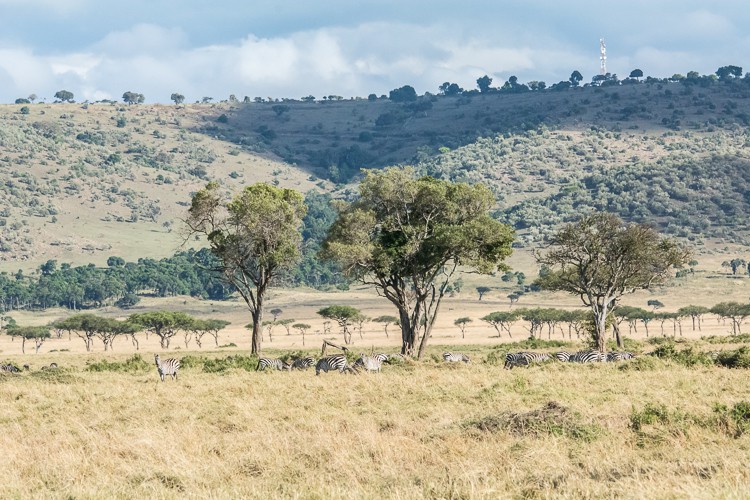 mehr als nur Filmkulisse - die Maasai Mara