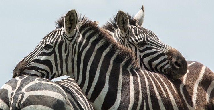 Zebras sind sehr soziale Tiere