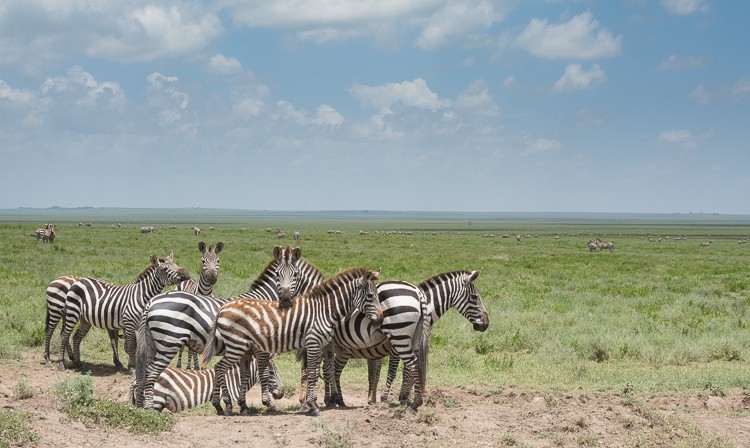 Zebras, so weit das Auge reicht