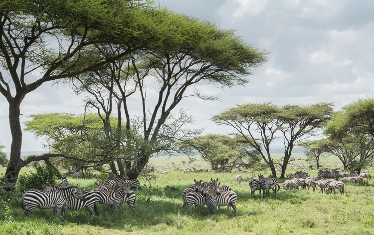 Wie viele Zebras kannst du zählen?