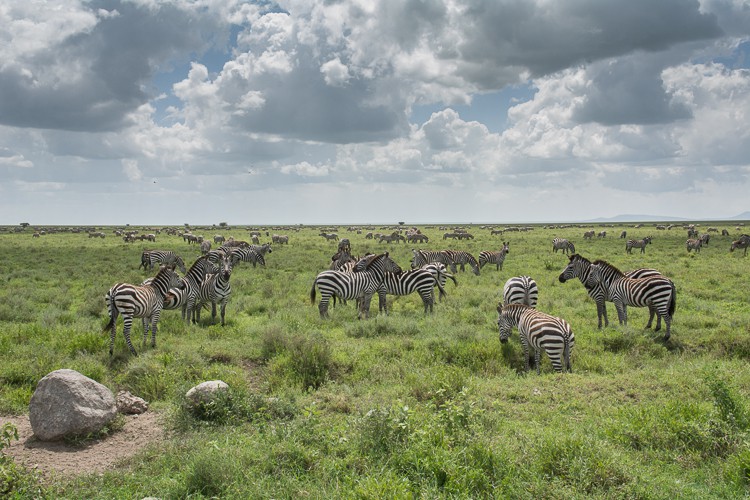Zebras, Zebras, Zebras!