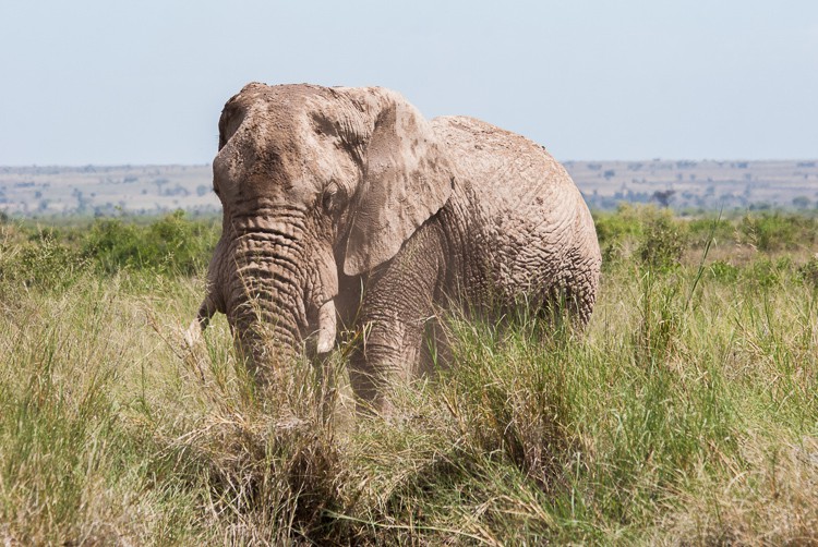 ein alter Amboseli Elefantenbulle