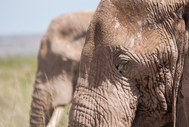 Amboseli Elefanten