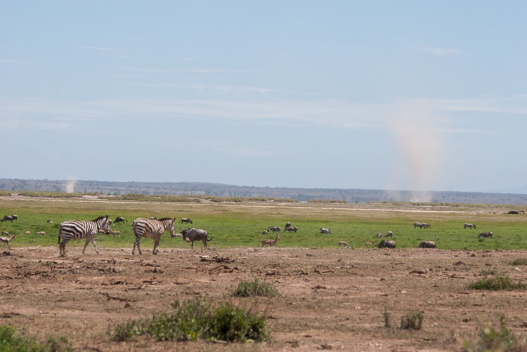 Windhosen über Amboseli