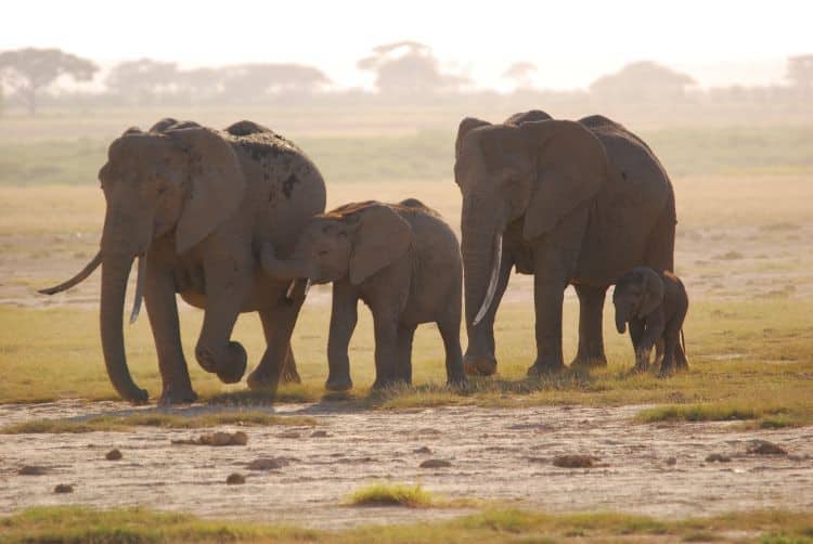 Amboseli Elefanten