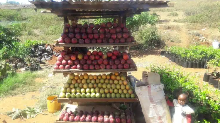 Mangostand am Straßenrand in Kenia Mangostand am Straßenrand in Kenia