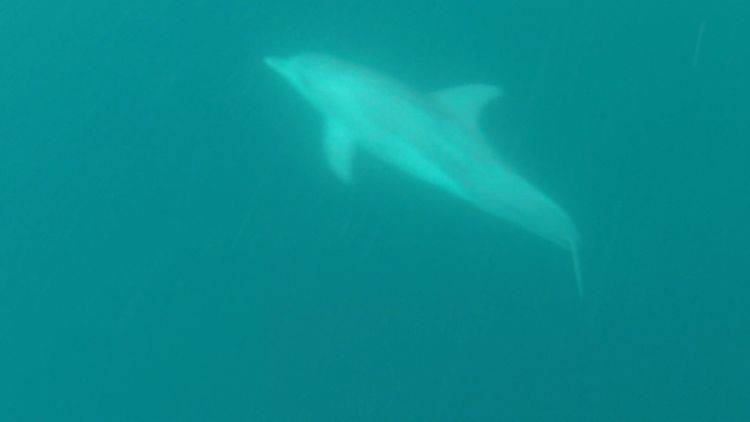 Delfin unter Wasser im Marinepark