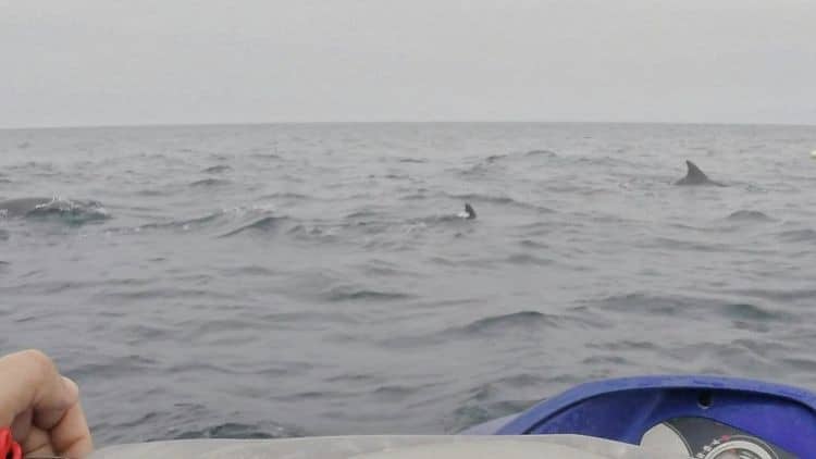 Jet Ski Delfin Safari