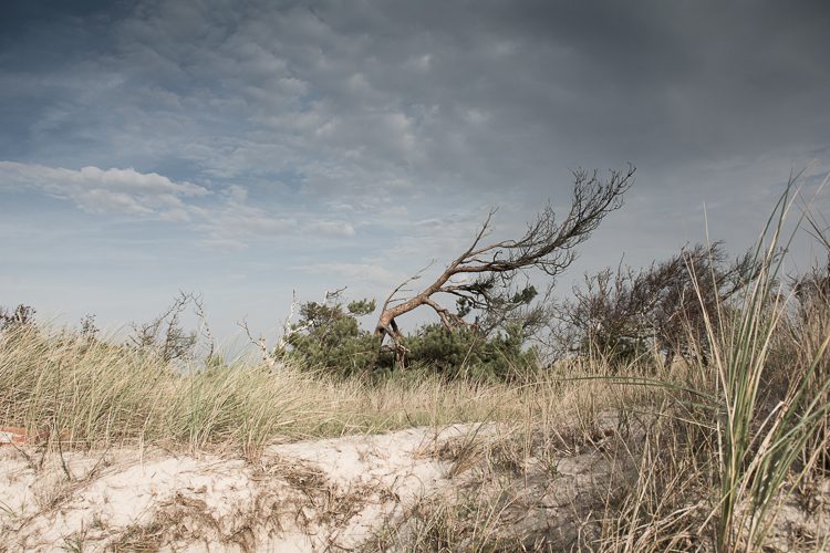 Windflüchter am Darsser Ort