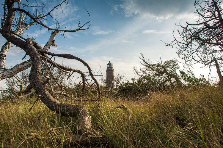 Windflüchter und Leuchtturm am Darss