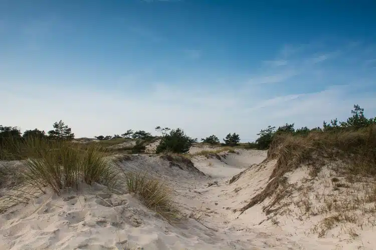 Dünenlandschaft am Darsser Ort Dünenlandschaft am Darsser Ort