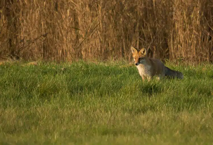 Rotfuchs bei der Mäusejagd Rotfuchs bei der Mäusejagd