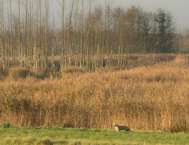 Rotfuchs auf der Halbinsel Zingst