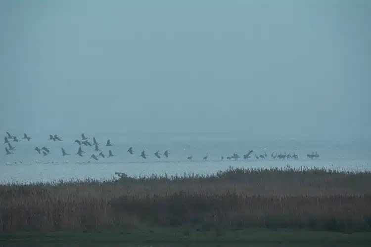 Kraniche landen im Ostseewasser Kraniche landen im Ostseewasser