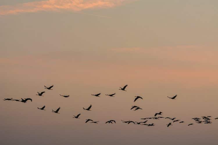 Kranichflug zum Sonnenuntergang