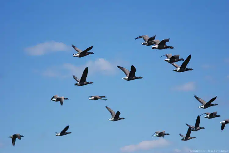 Ringelgänse im Flug mit 125 mm fotografiert Ringelgänse im Flug mit 125 mm fotografiert