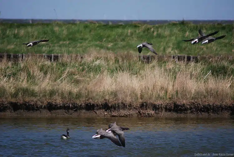 Ringelgänse im Flug über Hallig Hooge Ringelgänse im Flug über Hallig Hooge