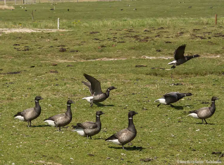 Ringelgänse auf Hallig Hooge Ringelgänse auf Hallig Hooge
