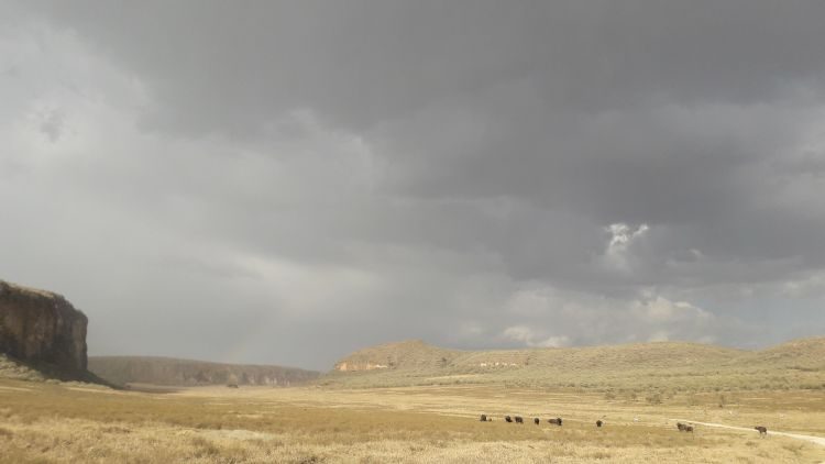 Büffel und Regen auf meiner Fahrradroute