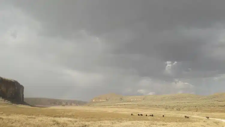 Büffel und Regen auf meiner Fahrradroute Büffel und Regen auf meiner Fahrradroute