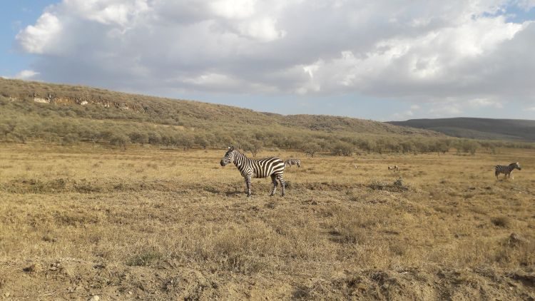 Zebras in Hell's Gate