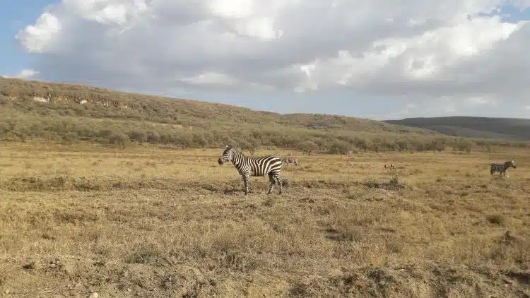 Zebras in Hell's Gate Zebras in Hell's Gate