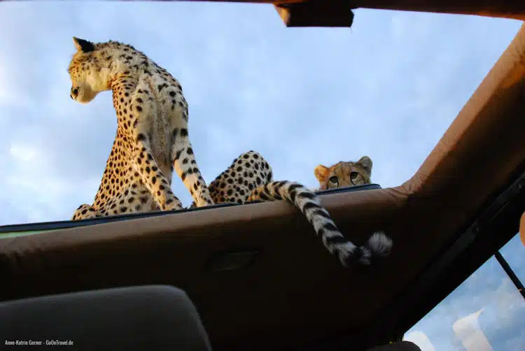 Maleika und ihr Jungtier auf dem Autodach Maleika und ihr Jungtier auf dem Autodach