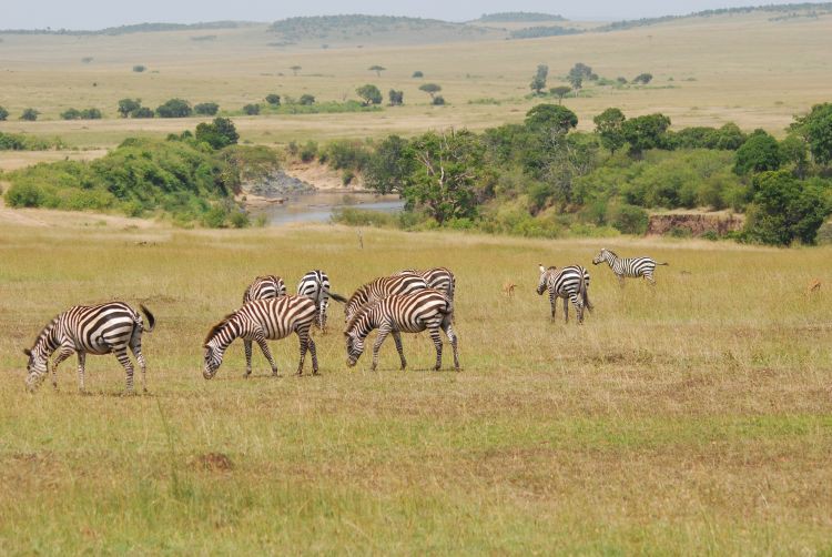 Zebras am Mara Fluss