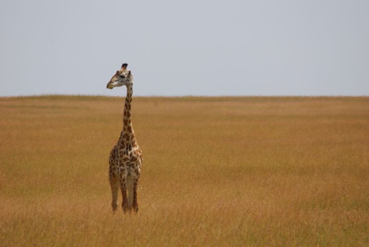 Giraffe in der Mittagshitze