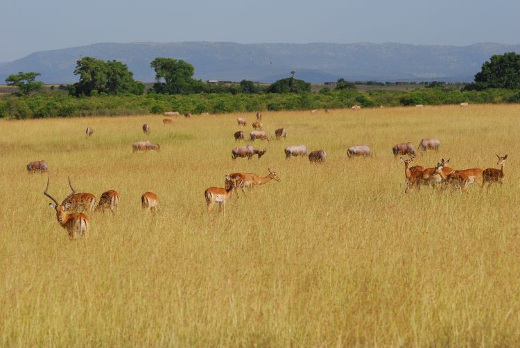 Impalas und Topi Antilopen im Adrenalin-Gras