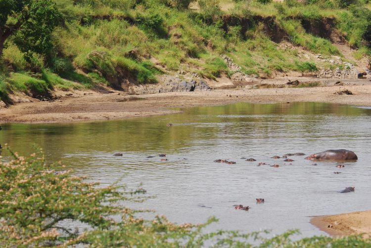 Hippo Pool