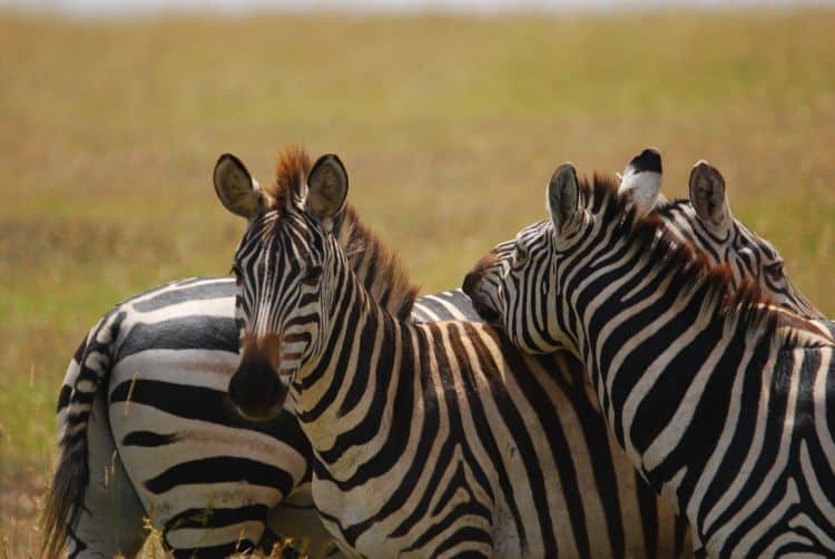 Zebras bei der gemeinsamen Fellpflege