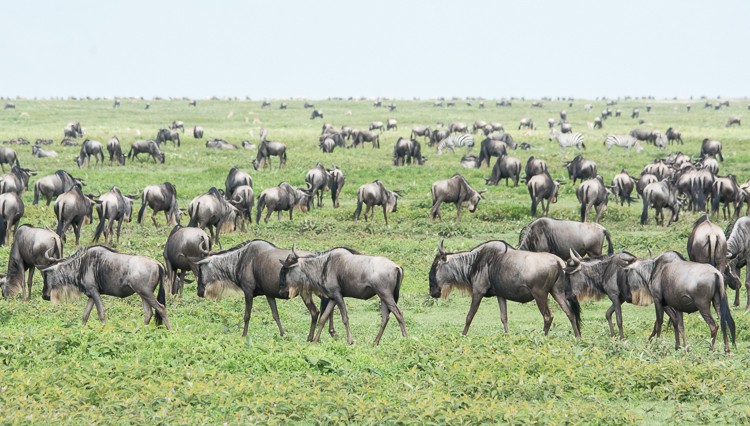 Gnus in der Serengeti