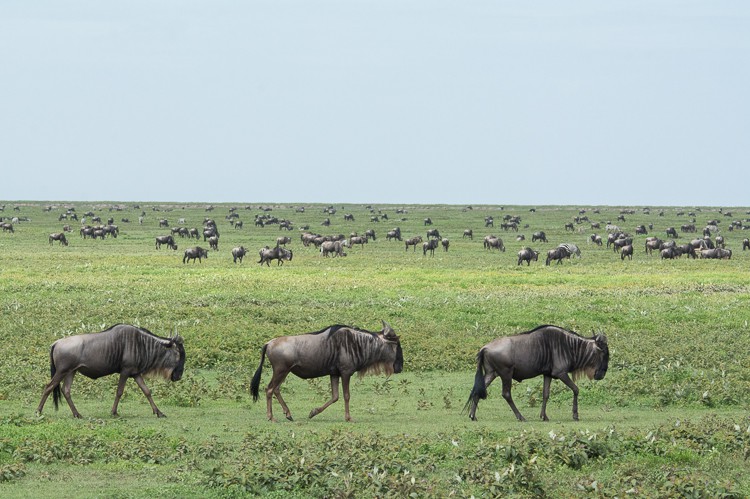 Gnus in der Serengeti