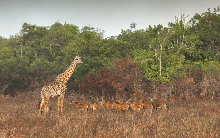 Giraffe und Rappenantilopen in Shimba Hills