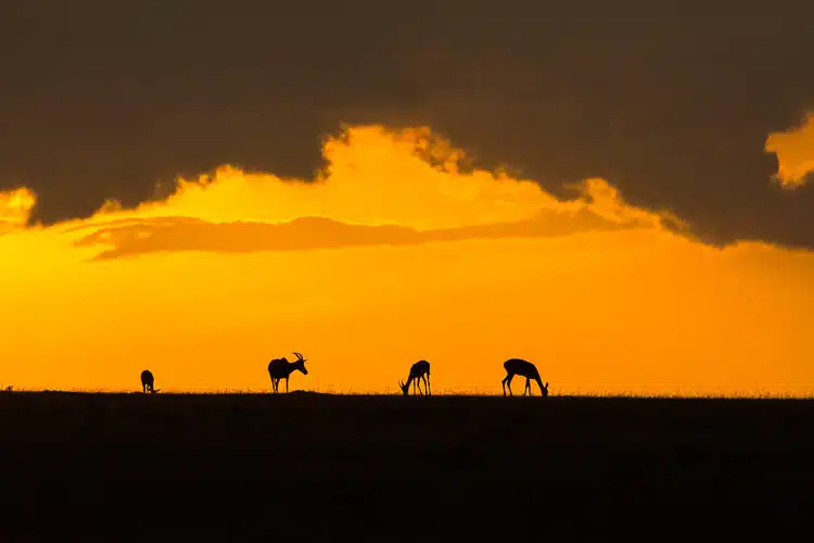 Sonnenuntergang Maasai Mara