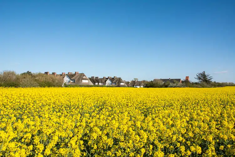 So schön ist Sylt im Frühling: Rapsblüte in Keitum So schön ist Sylt im Frühling: Rapsblüte in Keitum